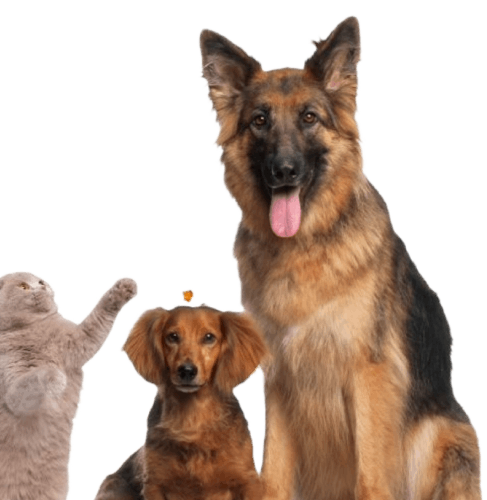 Pet sitting dubai service